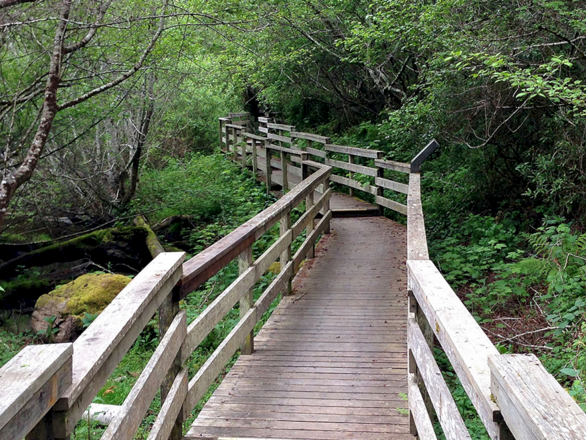 A wooden boardwalk winds through a lush, green forest, surrounded by dense foliage and trees with moss-covered logs.