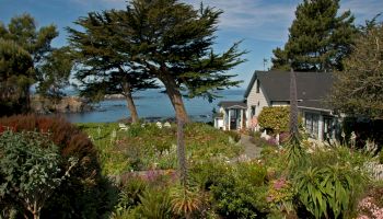 A coastal garden with diverse plants, a large tree, and a house overlooking the ocean under a blue sky.