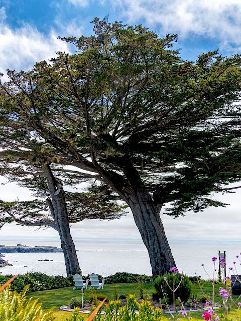 A coastal scene with large trees, a blue house, chairs on grass, and ocean in the background under a partly cloudy sky.